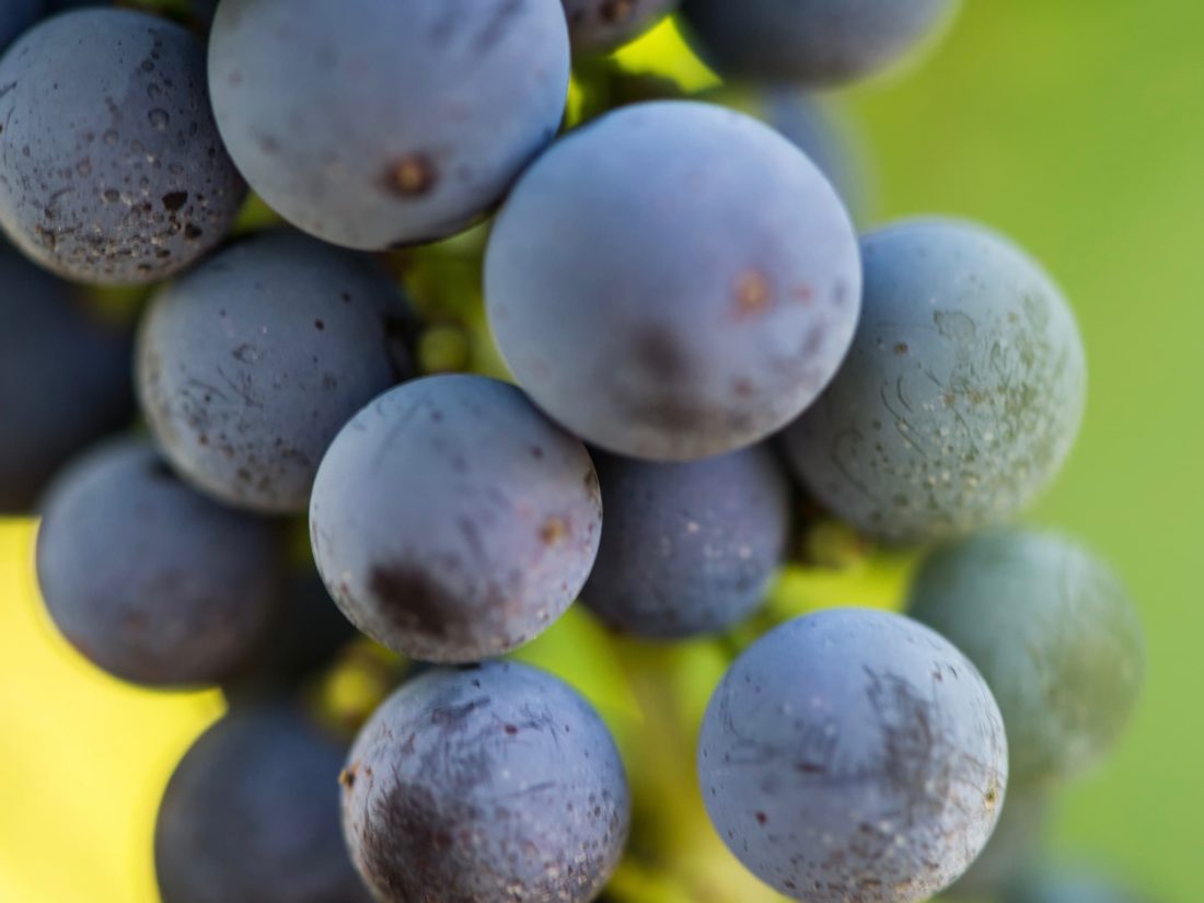 Grapes Ockerton 20160205