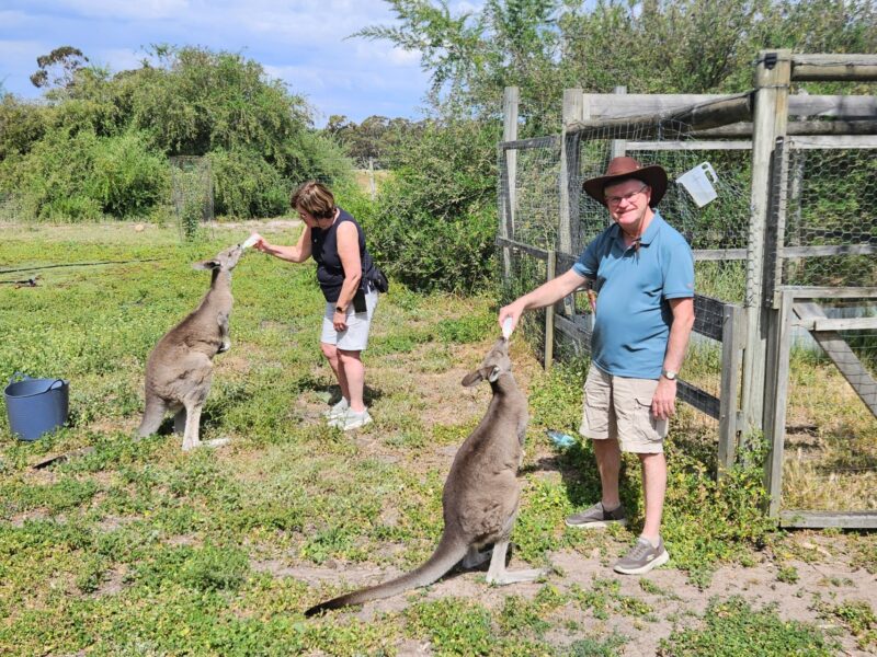 Coonawarra Experiences guests feeding rescued kangaroos during an exclusive sanctuary experience