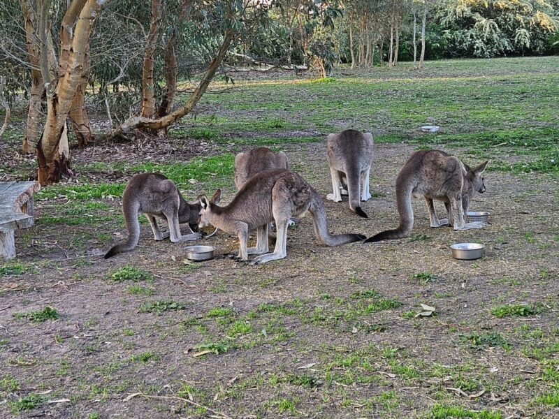 Coonawarra Experiences rescued kangaroos feeding peacefully in a private bushland sanctuary