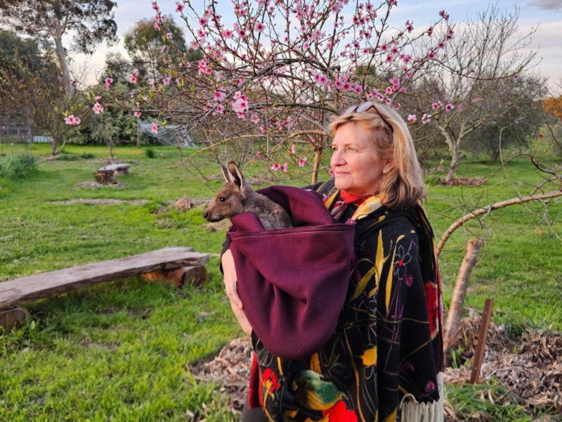 Coonawarra Experiences private kangaroo sanctuary visit with carer holding an orphaned joey