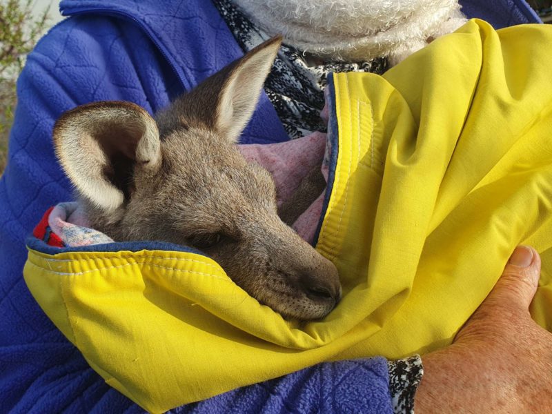 Holding a baby joey