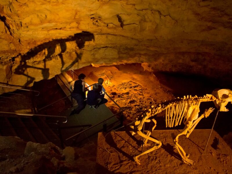 A skeleton of a prehistoric animal displayed inside Naracoorte Caves, with a shadow cast on the cave wall behind.