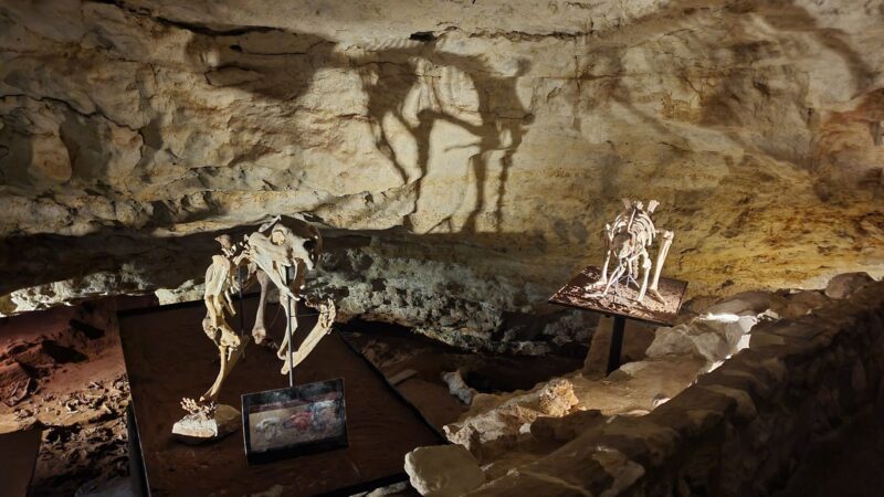 Fossilised skeletons of prehistoric animals on display inside Naracoorte Caves, with shadows cast on the cave walls.