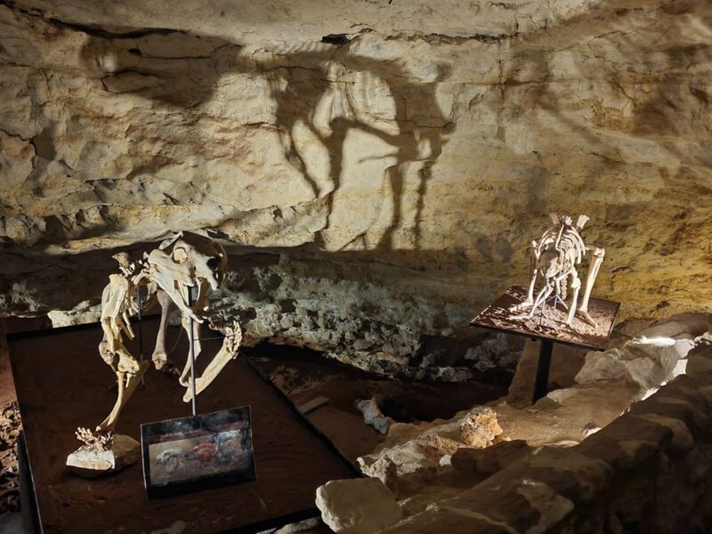 Fossilised skeletons of prehistoric animals on display inside Naracoorte Caves, with shadows cast on the cave walls.