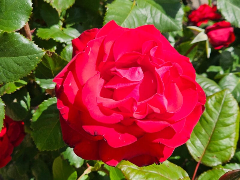 A rode on display at open garden