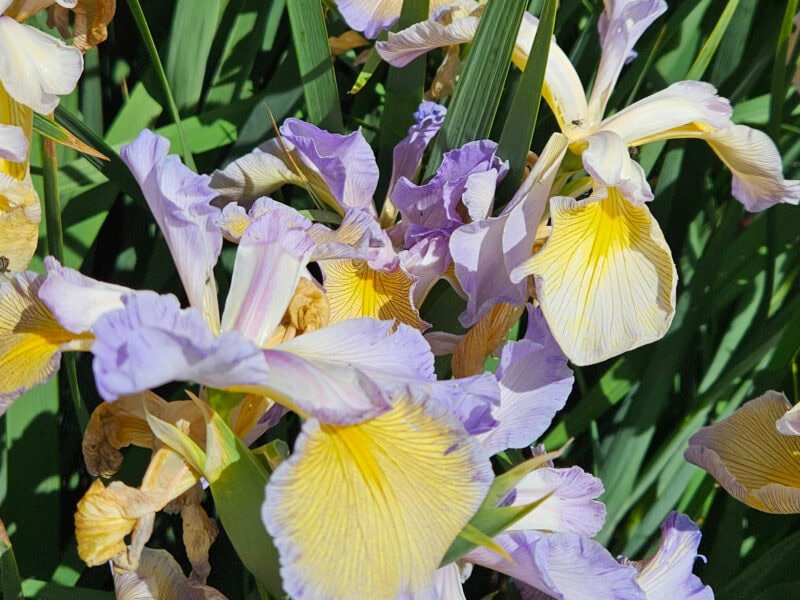 Floral display at open garden