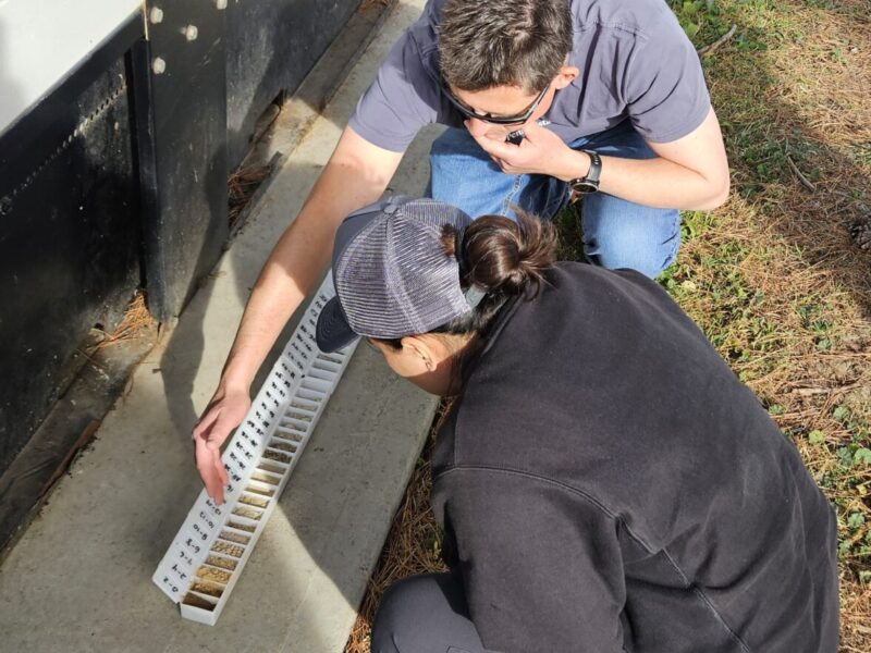 Two people looking at soil samples in a vineyard