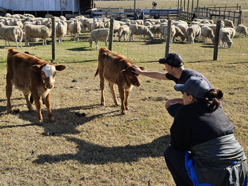 Two people approaching calves on a farm