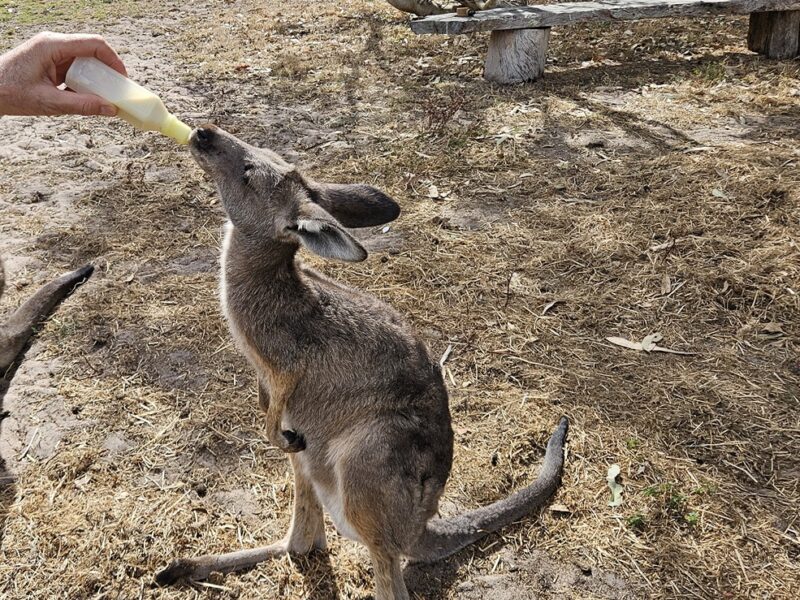 A kangaroo drinks milk from a bottle, standing on dry ground in a rural setting.