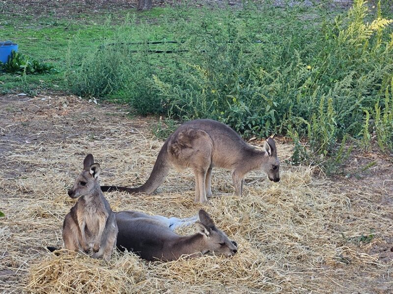 Three kangaroos grazing in a paddock