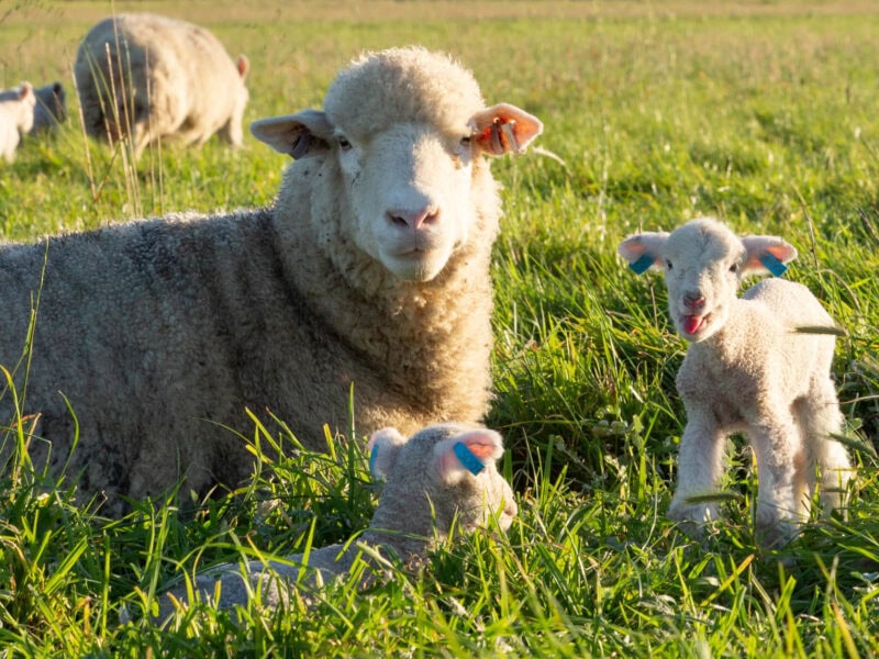 Merino ewe resting in the grass with two playful lambs on a sunlit farm paddock.