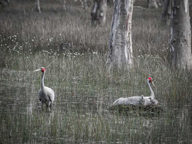 Pair of brolgas wading through a wetland, one nesting with chick near gum trees.
