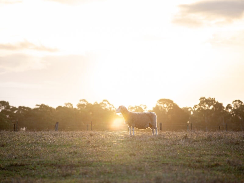 Sheep standing in an open paddock at golden hour with the sun setting behind trees.