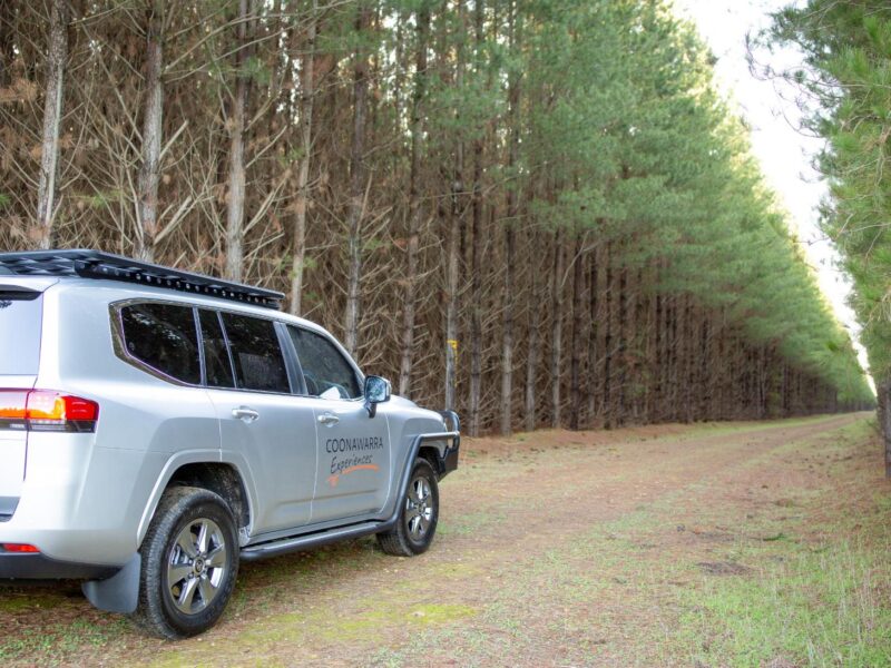 Coonawarra Experiences LandCruiser parked on forest trail lined with tall pine trees