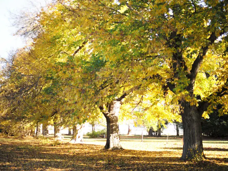 Avenue of autumn trees in the gardens at Yallum Park, Penola